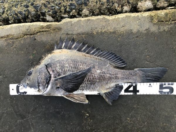 イチノ兄弟、釣果！