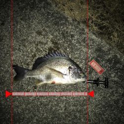 良型キビレ連発