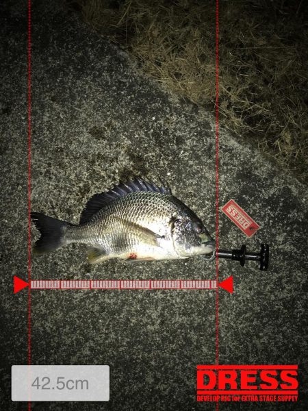 良型キビレ連発