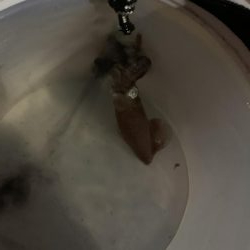 本年も宜しくです。