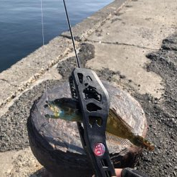 さぐり釣り。アイナメ