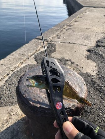 さぐり釣り。アイナメ