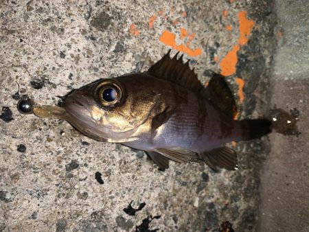 やっと釣れた！