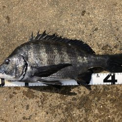 イチノ兄弟、釣果！