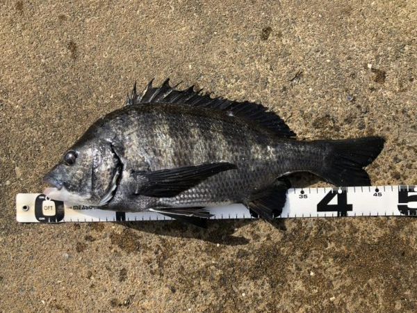 イチノ兄弟、釣果！