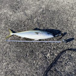 ヘッポコジャークのポッパーでブリ！