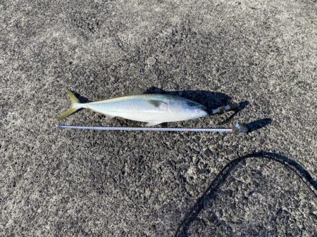 ヘッポコジャークのポッパーでブリ！