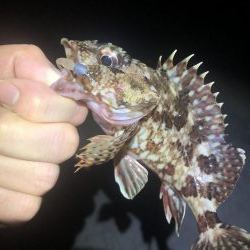 メバリングでカサゴ