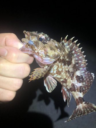 メバリングでカサゴ