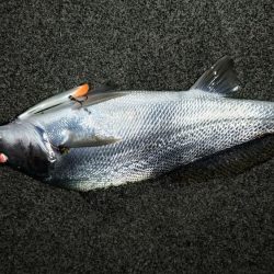 タチウオは何処へ