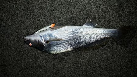 タチウオは何処へ