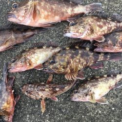 ガシラ良型連発