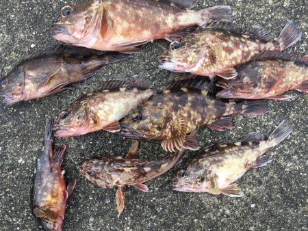 ガシラ良型連発