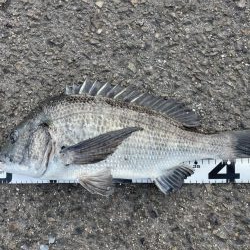 イチノ兄弟、釣果!