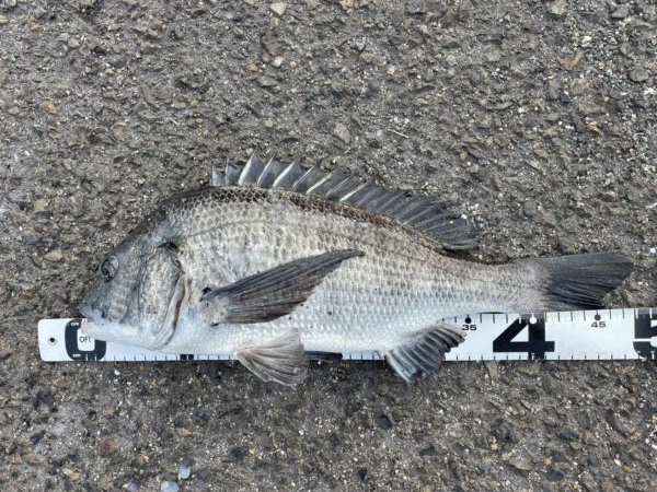 イチノ兄弟、釣果！