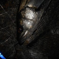 2020年ラスト釣行。