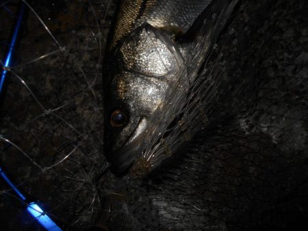 2020年ラスト釣行。