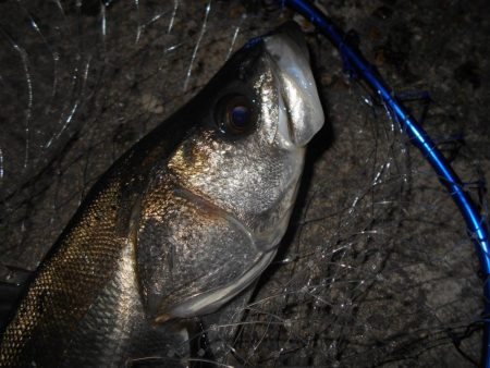 1発勝負みたいな感じが続く…。