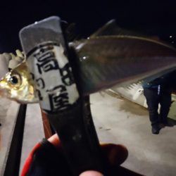 メバル好調！！