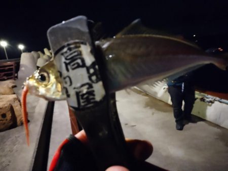 メバル好調！！