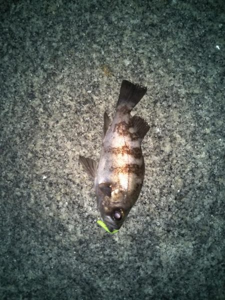 ひさびさメバリング