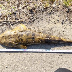 フラットフィッシュゲームNo.7？