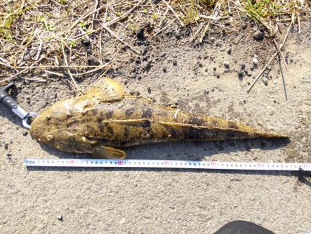 フラットフィッシュゲームNo.7？