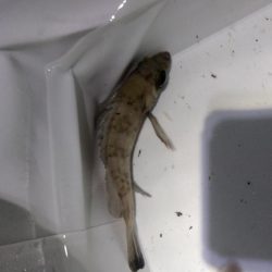 暖かさに我慢出来ず