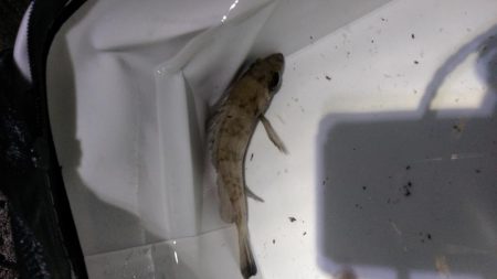 暖かさに我慢出来ず