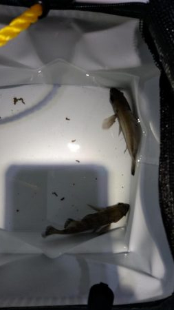 条件悪いのを知りつつ