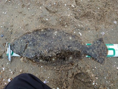 今年初釣行で寒鮃