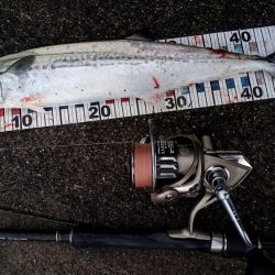 初釣果❗️サゴシ❗️