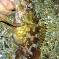 冬の根魚調査７