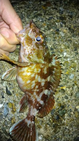 冬の根魚調査７