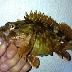 冬の根魚調査８