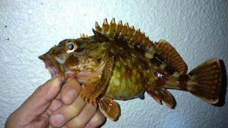 冬の根魚調査８