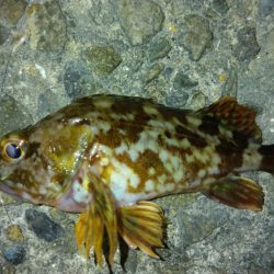 冬の根魚調査９