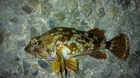 冬の根魚調査９