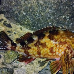 冬の根魚調査１０