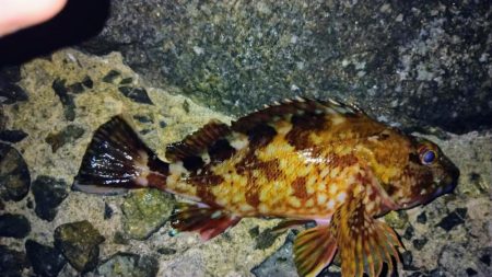 冬の根魚調査１０