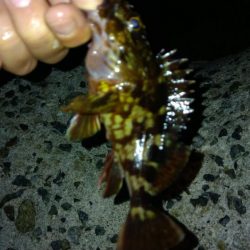 冬の根魚調査１１