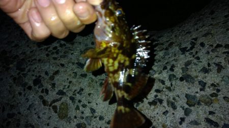 冬の根魚調査１１