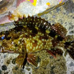 冬の根魚調査１２