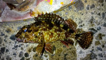 冬の根魚調査１２