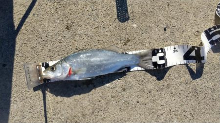 サビキでチーバス