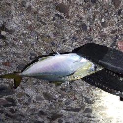 年始のフロートアジング