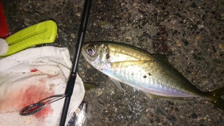 まさかキスが釣れるとは