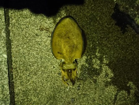 あおりんはどこ？？