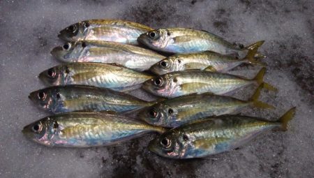 極寒のアジ釣りで2ケタ釣果