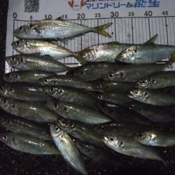 コノシロ混じりでアジ数釣り